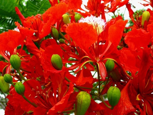 НА БОНСАЙ ПЛАМЯ АФРИКИ - DELONIX REGIA НА БОНСАЙ 3 СЕМЯ