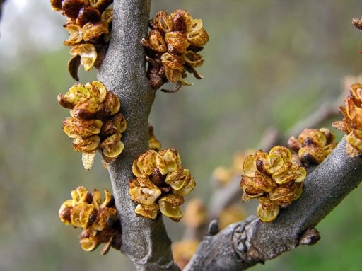 НА БОНСАЙ МОРСКАЯ СУКА HIPPOPHAE RAMNOIDES 50 СЕМЕН