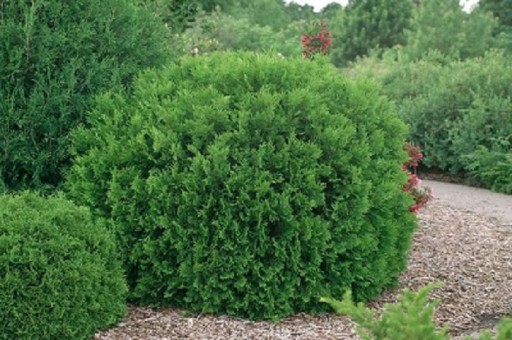 Туя западная Arborvitae Hoseri В ГОРШКЕ