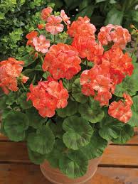 PELARGONIA RABATOWA ŁOSOSIOWA nasiona