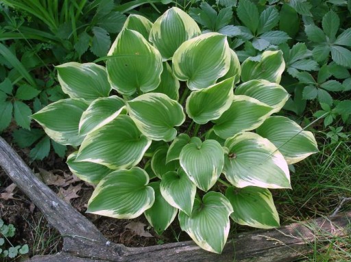 Funkia Hosta MEMORIES OF DOROTHY W DONICZCE