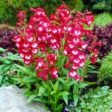 PENSTEMON WIELOBARWNE DZWONKI NA RABACIE