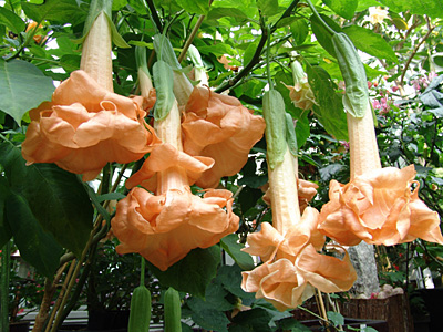 Datura pomarańczowa piękne drzewko z kwiatami.