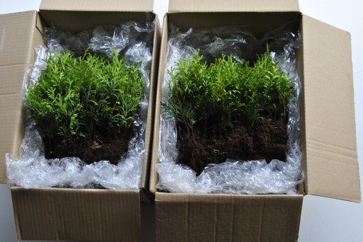 THUJA SMARAGD THUJA SZMARAGD 2000szt PRODUCENT