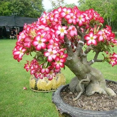 Adenium obesum Róża Pustyni MINI BAOBAB L