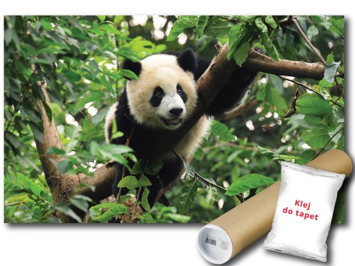 FOTOTAPETA PANDA WIELKA 12C FXL 208x146 F3398