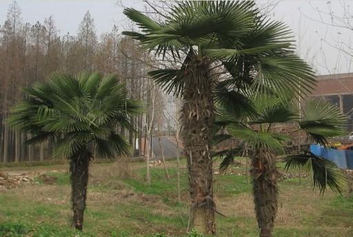 Palma mrozoodporna Trachycarpus Fortunei C3