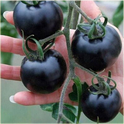 POMIDOR CZARNY BLACK BERRY SKLEP_TULIPAN.