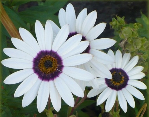 Osteospermum stokrotka afrykańska biała.