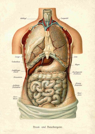 Rycina Anatomia WNĘTRZNOŚCI CZŁOWIEKA A3