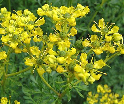 ZIOŁO RUTA ZWYCZAJNA (RUTA GRAVEOLENS) - 30 NASION