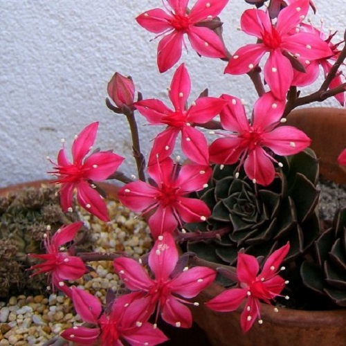 Graptopetalum bellum - efektowne kwitnienie