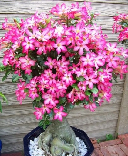 NA BONSAI RÓŻA PUSTYNI ADENIUM OBESUM NA BONSAI 3 NASIONA