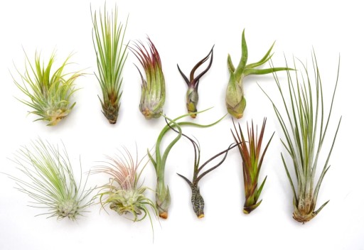 TILLANDSIA, OPLĄTWA X 11 SZT, NA START ! airplant