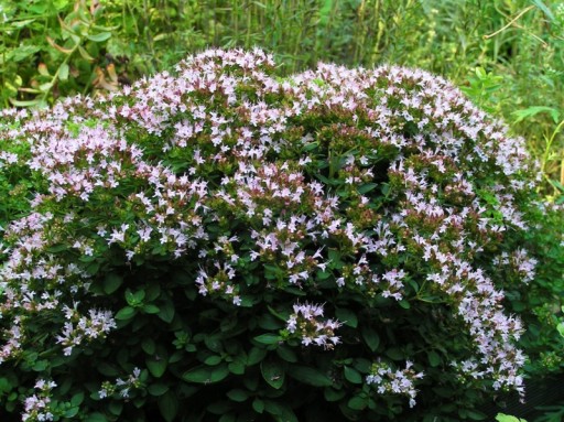 OREGANO – LEBIODKA (ORIGANUM VULGARE) 400 NASION