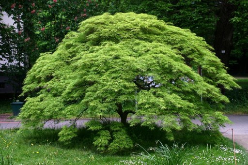 KLON PALMOWY ODM. ZIELONOLISTNA (ACER PALMATUM) - 10 NASION