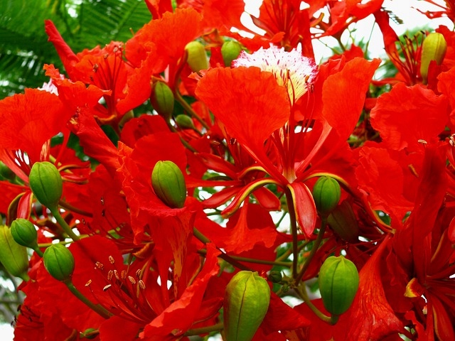 delonix regia bonsai